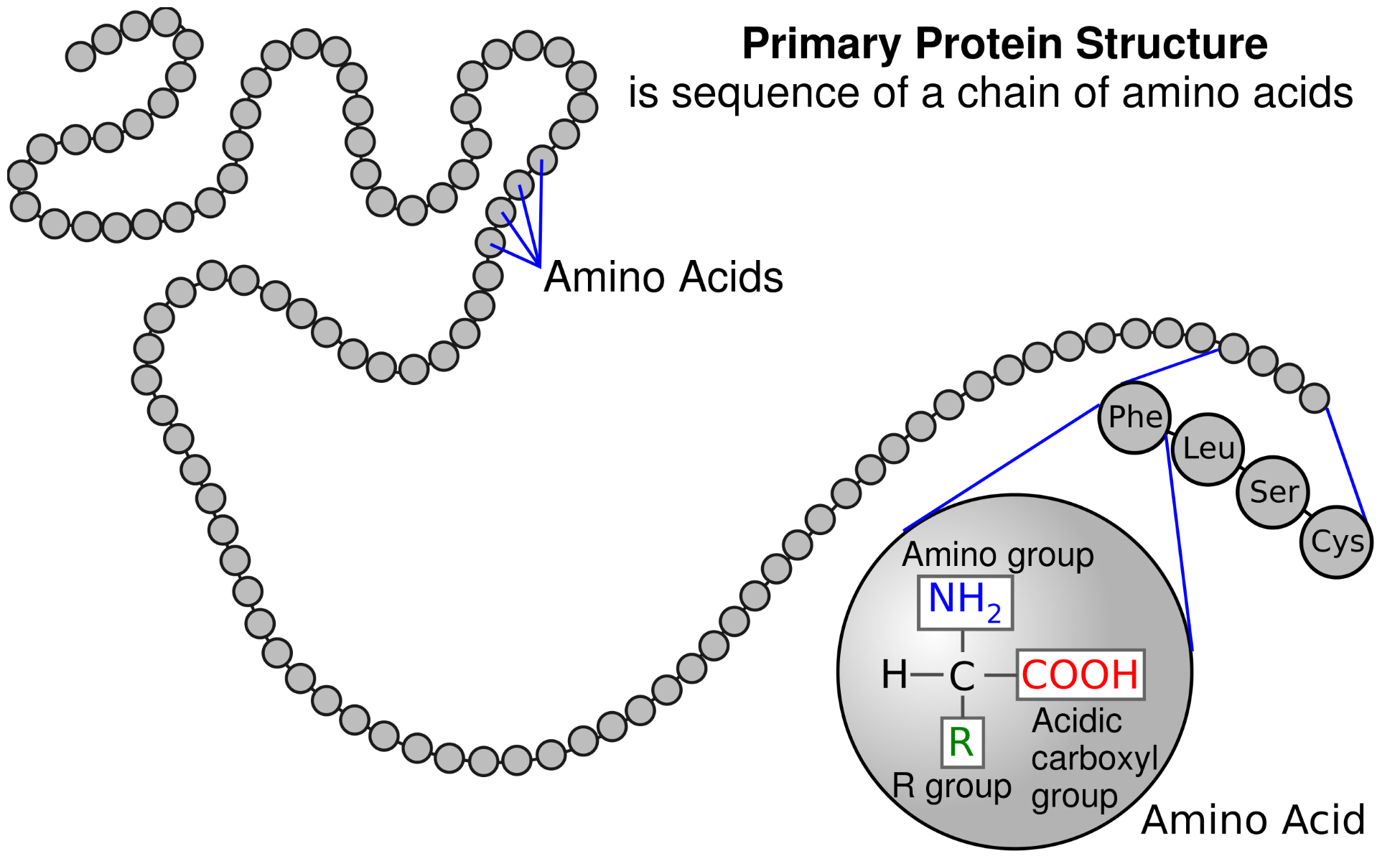 Protein molecule - Hands-On GPU Computing with Python [Book]