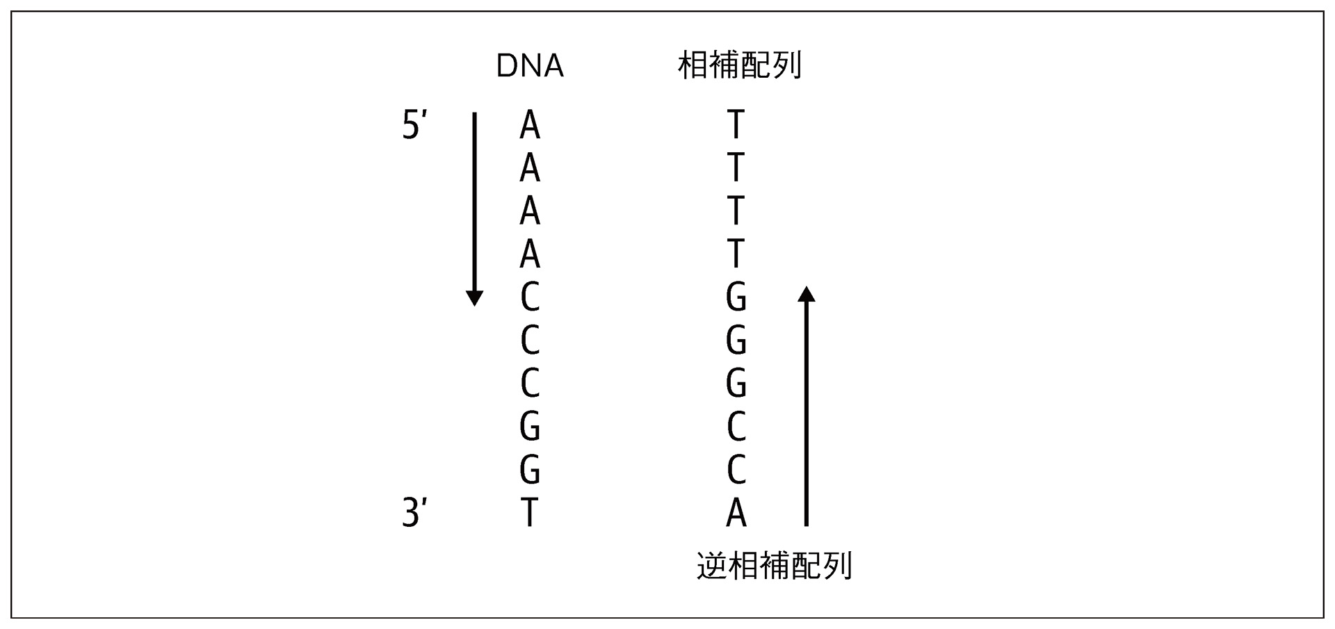 図3-1　DNAの逆相補配列とは、逆方向（3’末端から5’末端方向）から読んだ相補配列のことである