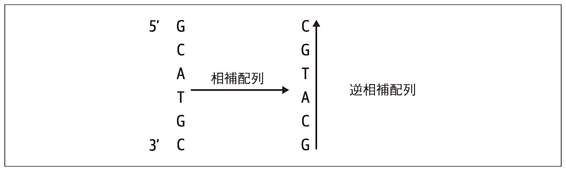 図13-1　回文配列はその逆相補配列と同一である