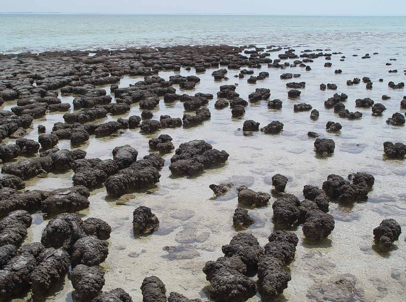 Clusters of stromatolites growing in Hamelin Pool Marine Nature Reserve, Shark Bay in Western Australia.