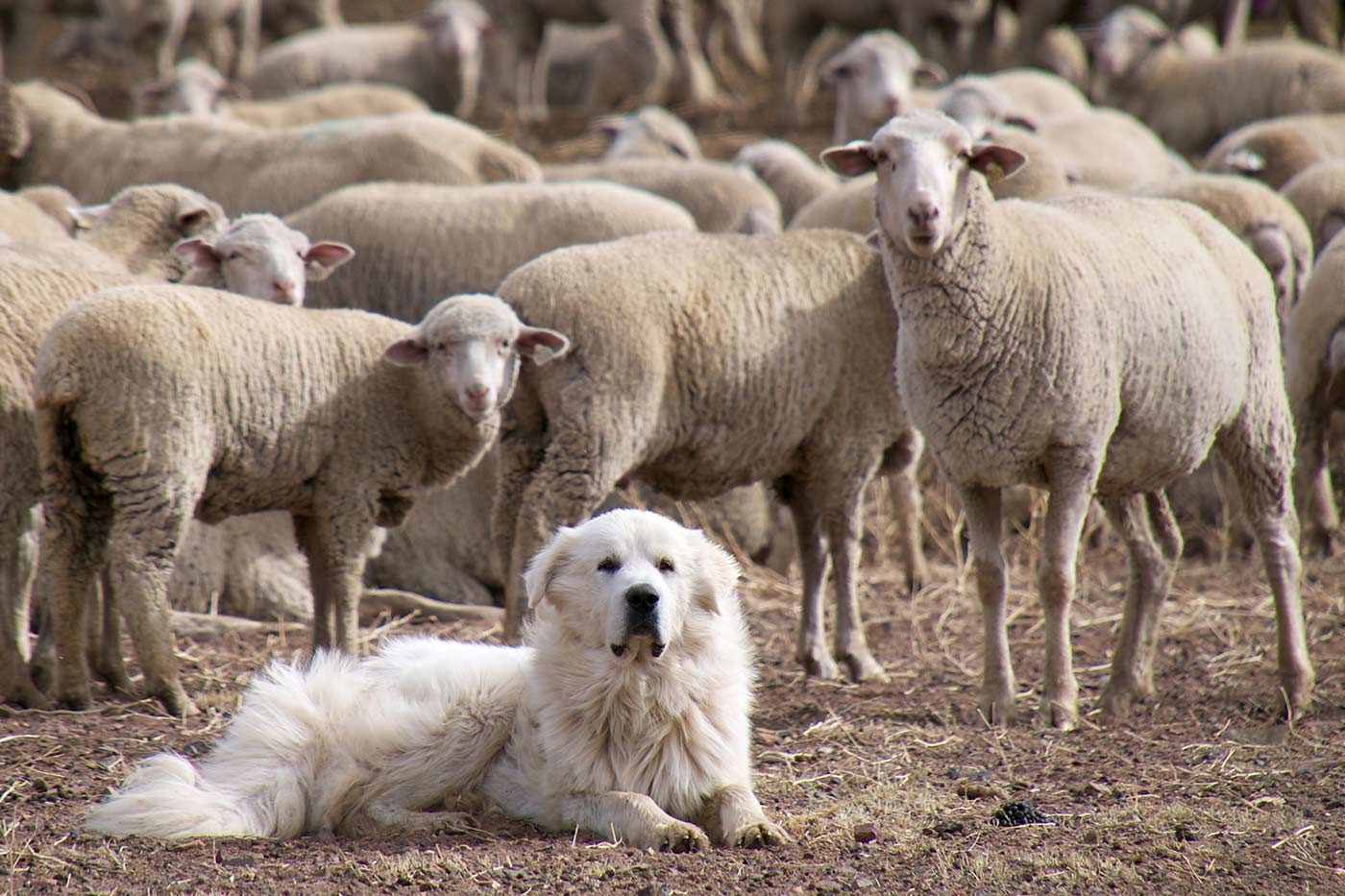 Great Pyrenees sheep dog guarding the flock.