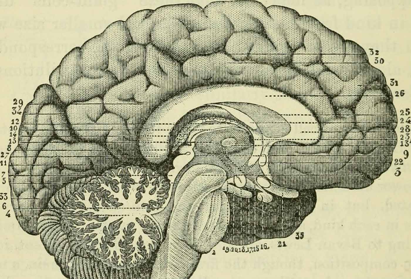 Image from page 469 of "The brain as an organ of mind" (1896).