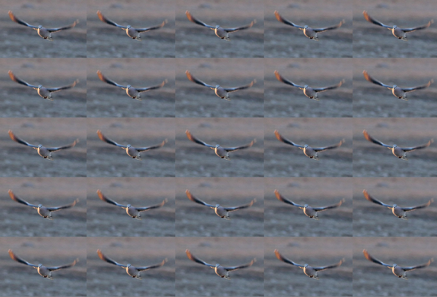 Duplicate birds in flight